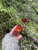 fritillaria recurva